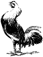 Pijetao kukuri�e...