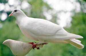 dove-1522656