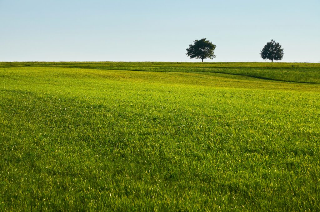 lawn-7728984
