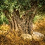 Cvjetnica – nedjelja muke Gospodnje