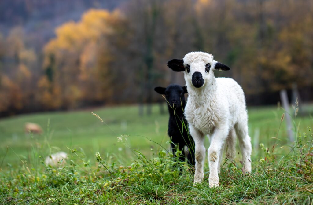 pat_photographies-lamb-5733685