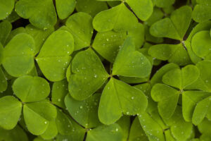 adege-sorrel-2212863
