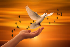 dove-3426159