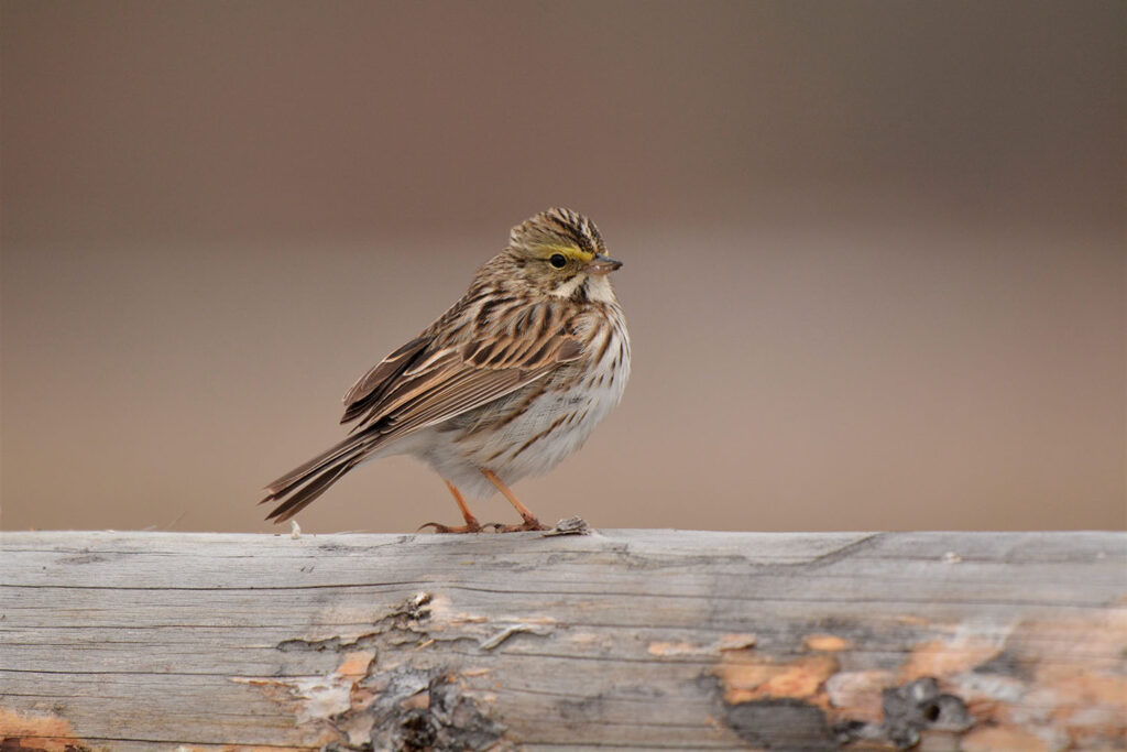 lois0002-savannah-sparrow-8194943