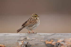 lois0002-savannah-sparrow-8194943