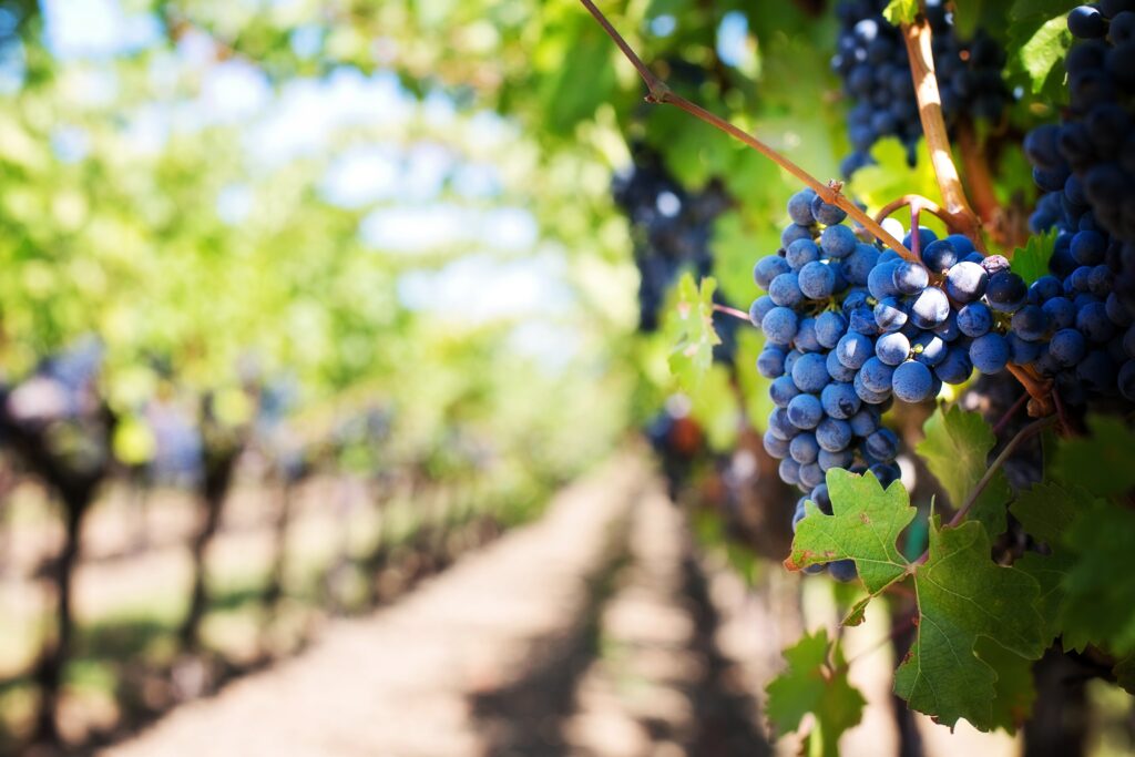 jillwellington-grapes-553463