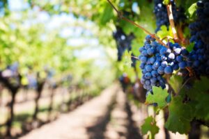 jillwellington-grapes-553463